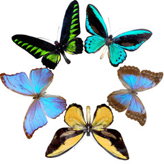 Fototapeta premium wreath from butterfly
