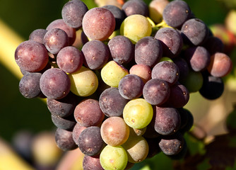 Grapes in vineyard at the end of summer