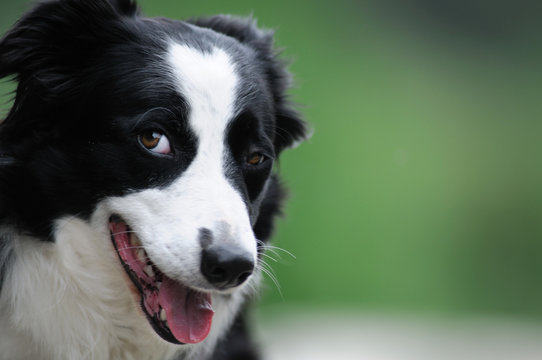 border collie