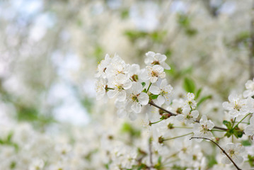 cherry blossoms