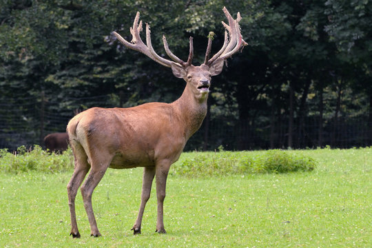 Hirsch
