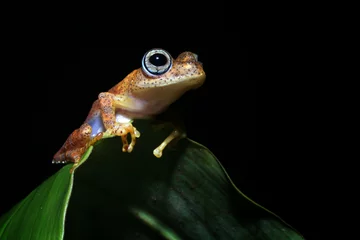 Cercles muraux Grenouille Frosch Boophis Andasibe