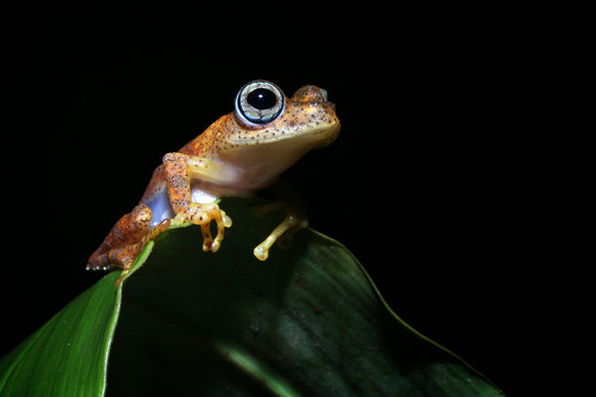 Frosch Boophis Andasibe