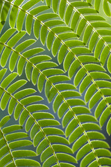 Green leaf pattern