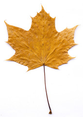 Fall leaf