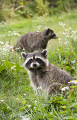 Fototapeta premium Raccoon Pairs