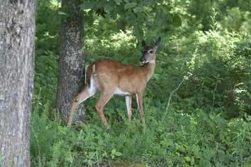 Doe in Forest