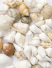 Various colorful seashells on white background