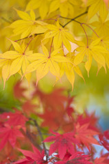 Red and Yellow Autumn Leaves
