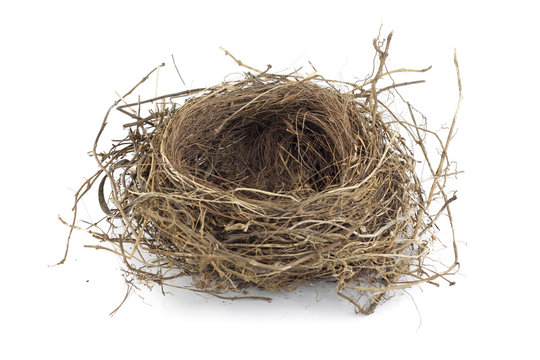 Bird Nest