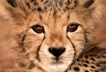 Cheetah cub