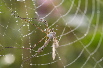 mosquito in cobweb