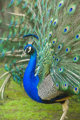 Obraz premium male peacock with tail feathers spread