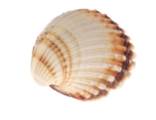 Muschel