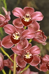 Cymbidium