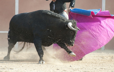 Fighting bull