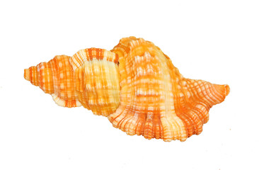 Shell 6