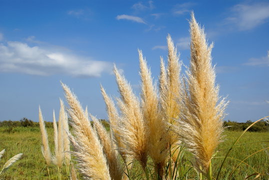 Epis de gyn&eacute;rium
