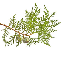 Branch of thuja