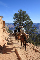 Fototapeta na wymiar Konie w Grand Canyon