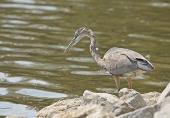 Great Blue Heron (Ardea herodias)
