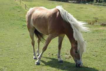 Haflinger