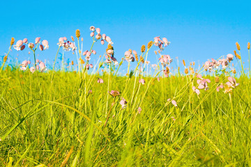 Eine Idyllische Wiese im Sommer