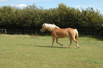 Haflinger
