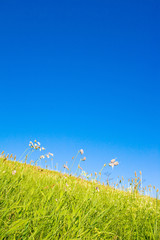 Eine Idyllische Wiese im Sommer