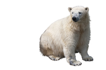 Seated polar bear