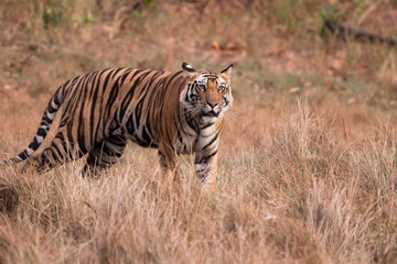 Fototapeta na wymiar Bengal Tiger (Panthera tigra)