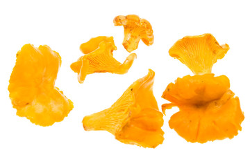 Fototapeta premium Fresh chanterelle isolated on white