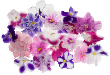 Fototapeta na wymiar many violet flowers