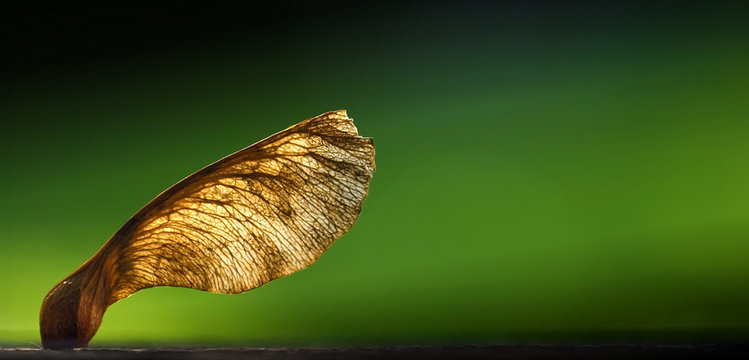 Eine Ahornfrucht bei sch&ouml;nen Licht