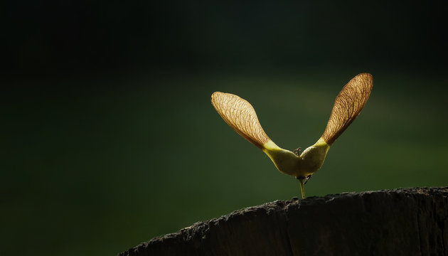 Eine Ahornfrucht bei sch&ouml;nen Licht