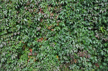 Wild green grapes