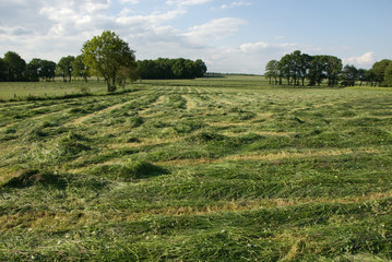 Gemähtes Gras