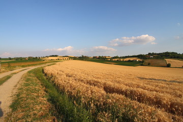 Campo di grano nel Monferrato