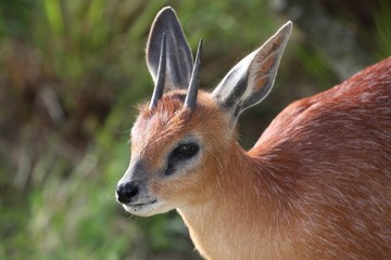 Grysbok Antelope Portrait