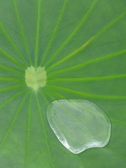 goutte perlante