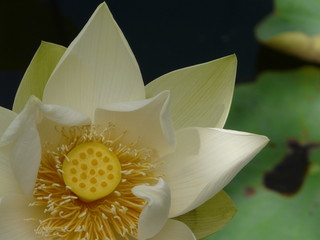 fleur de lotus