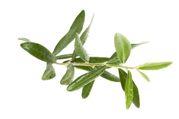 Fototapeta premium olive branch