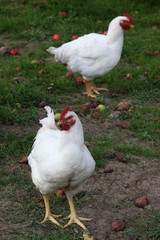 glückliche Hühner 1