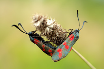 bugs