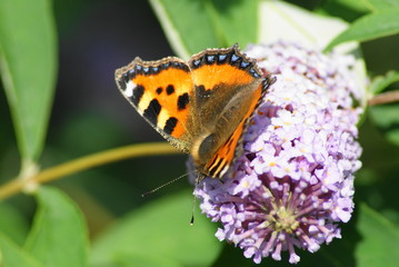 Obraz premium Small Tortoiseshell Butterfly