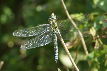 Fototapeta premium Southern Hawker Dragonfly