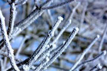 FROST