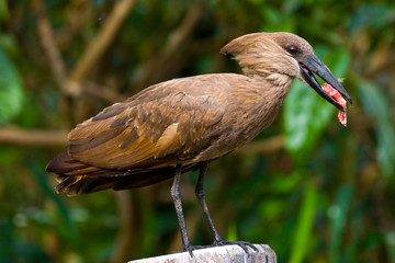 hammerkop bird