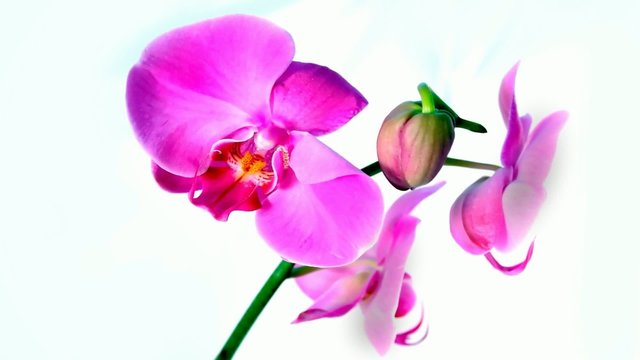 Orchidee