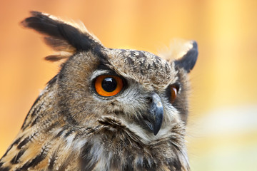 A beautiful Eagle Owl